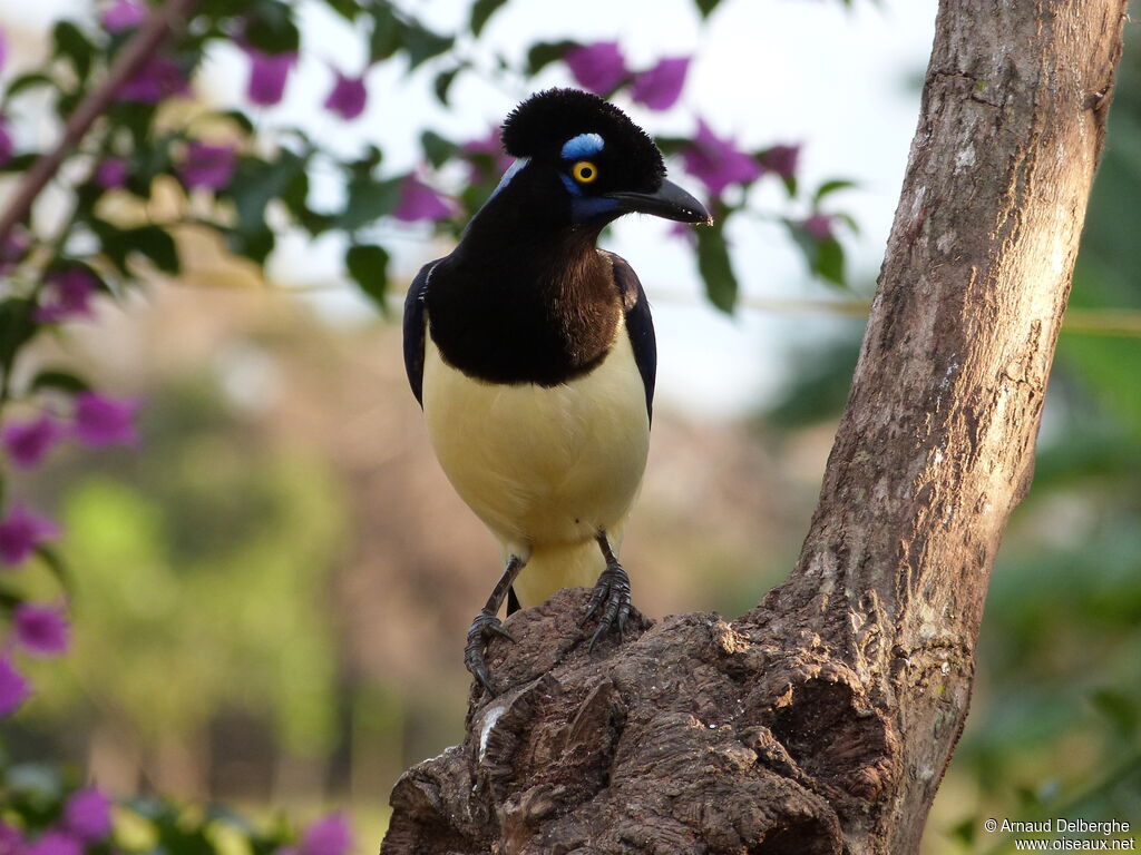 Plush-crested Jay