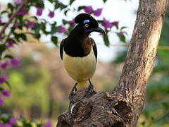 Plush-crested Jay