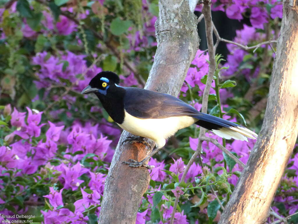 Plush-crested Jayadult, habitat