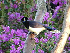 Plush-crested Jay