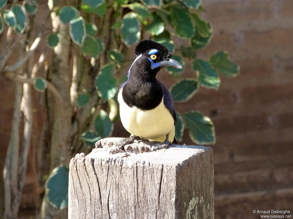 Plush-crested Jay