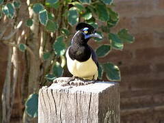 Plush-crested Jay