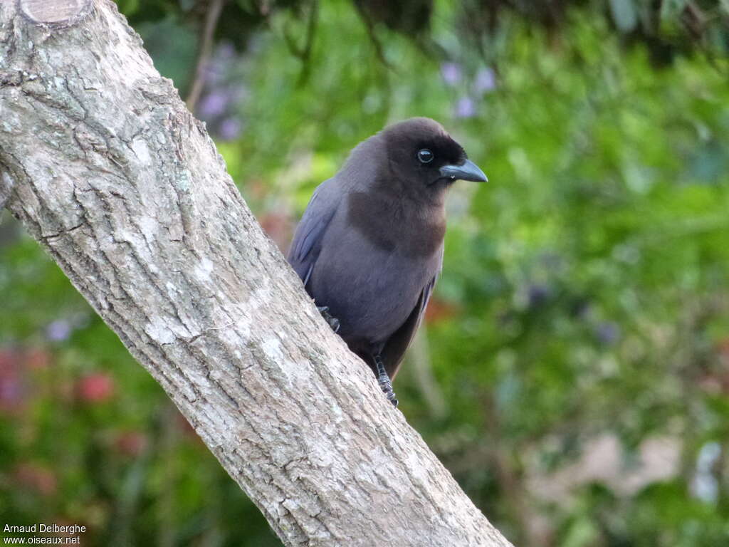 Purplish Jay, habitat, pigmentation