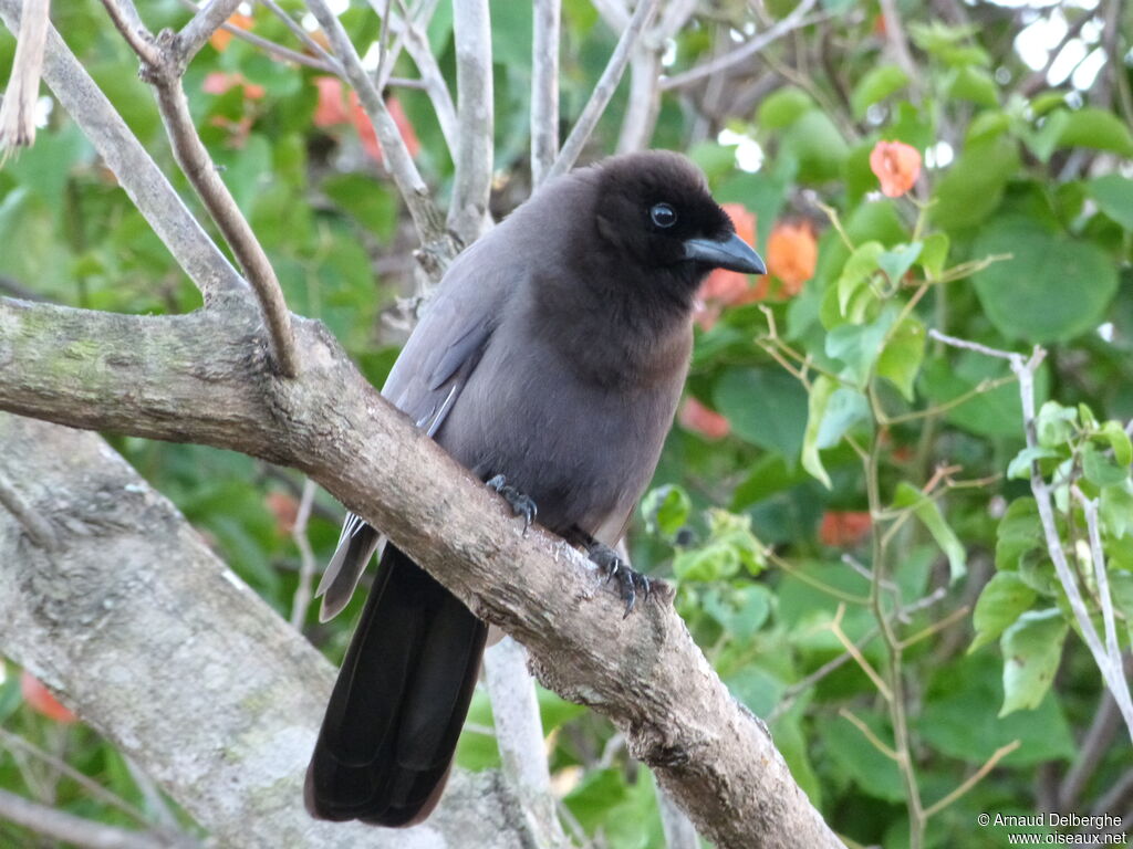 Purplish Jay