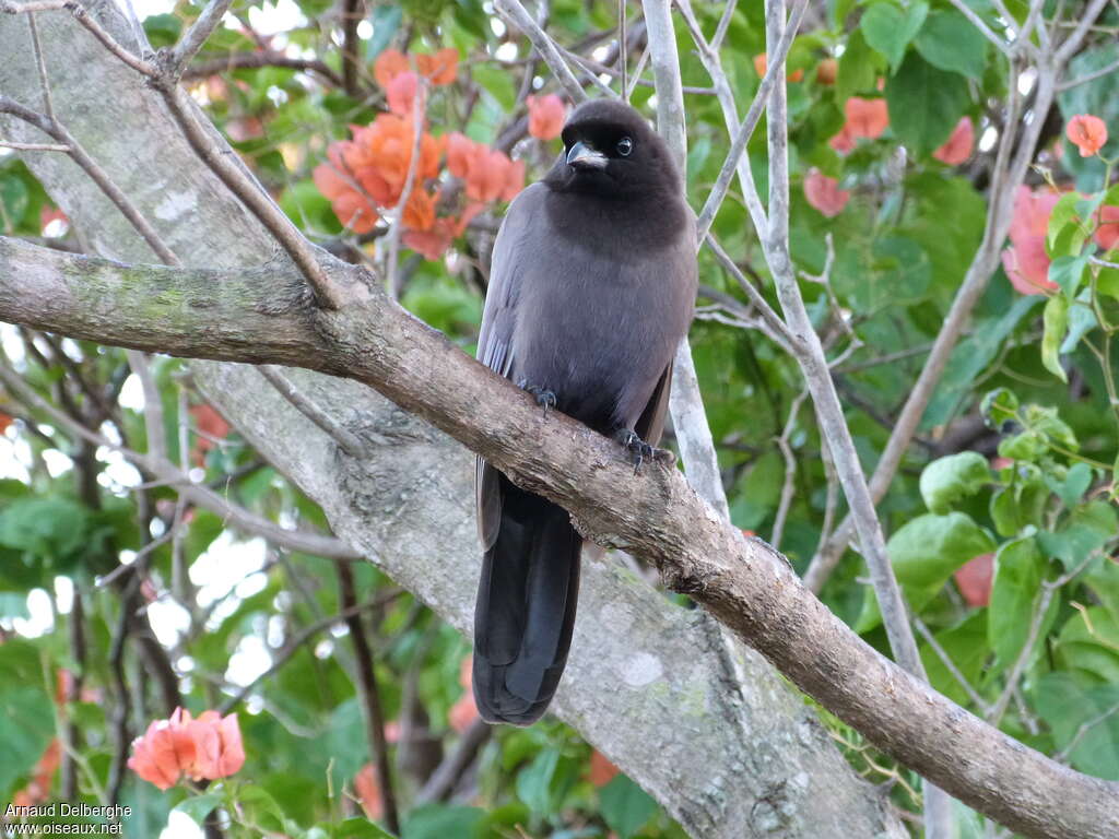 Purplish Jay, habitat, pigmentation