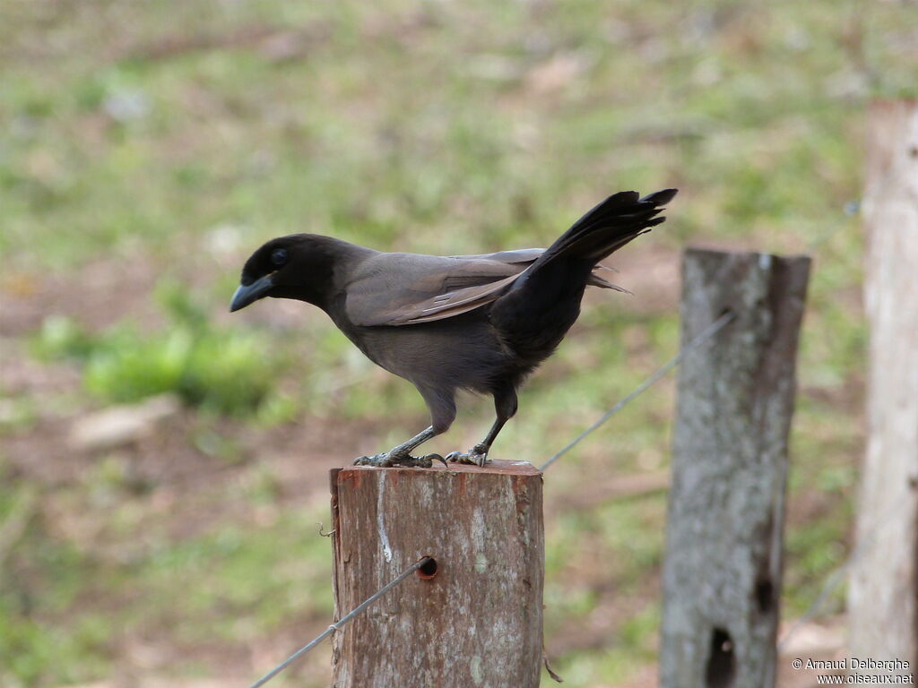 Purplish Jay