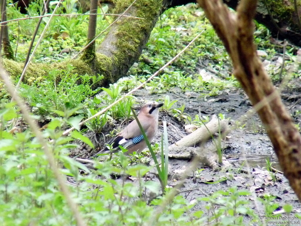 Eurasian Jay