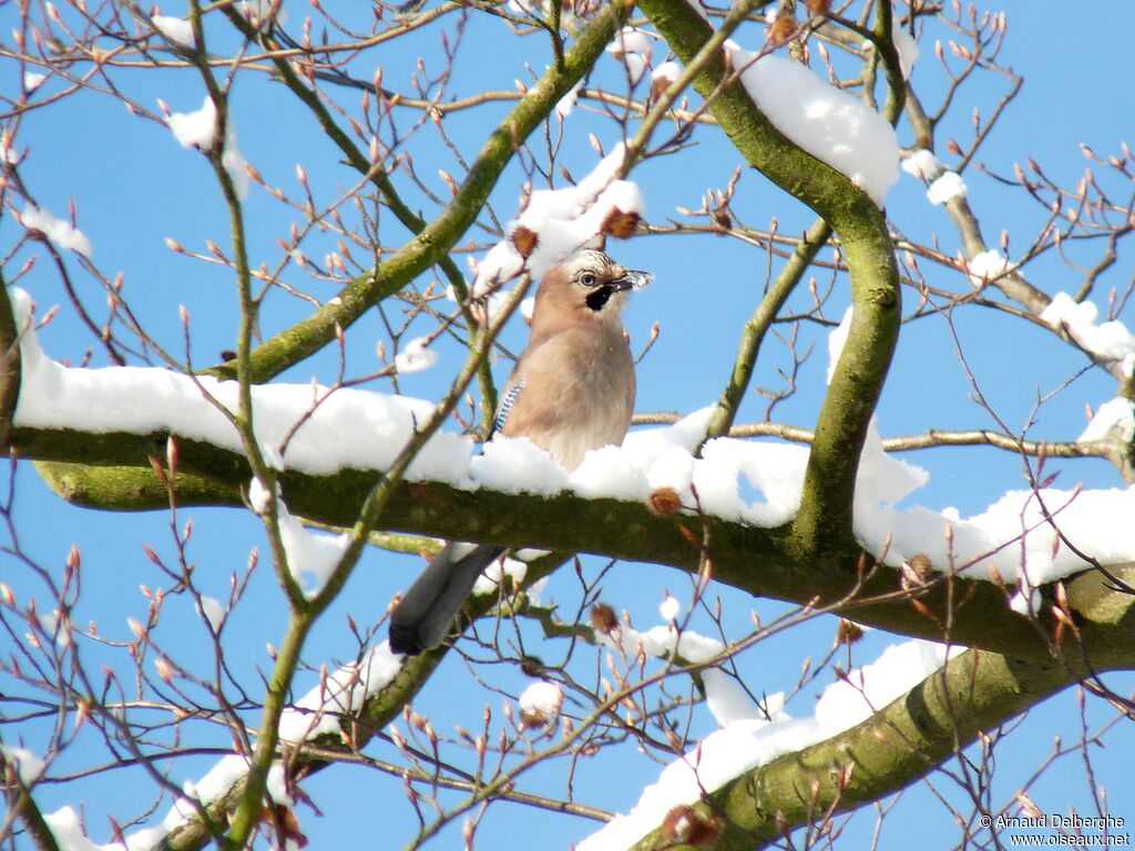 Eurasian Jay