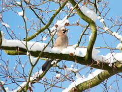 Eurasian Jay