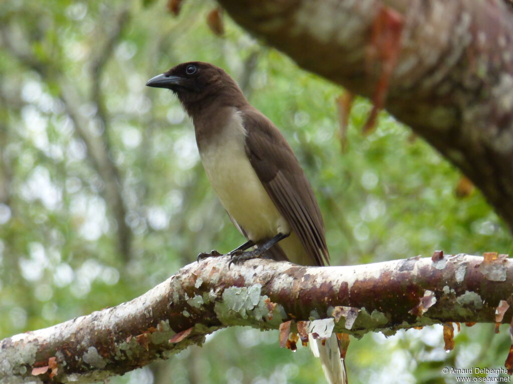 Brown Jay