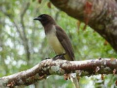 Brown Jay