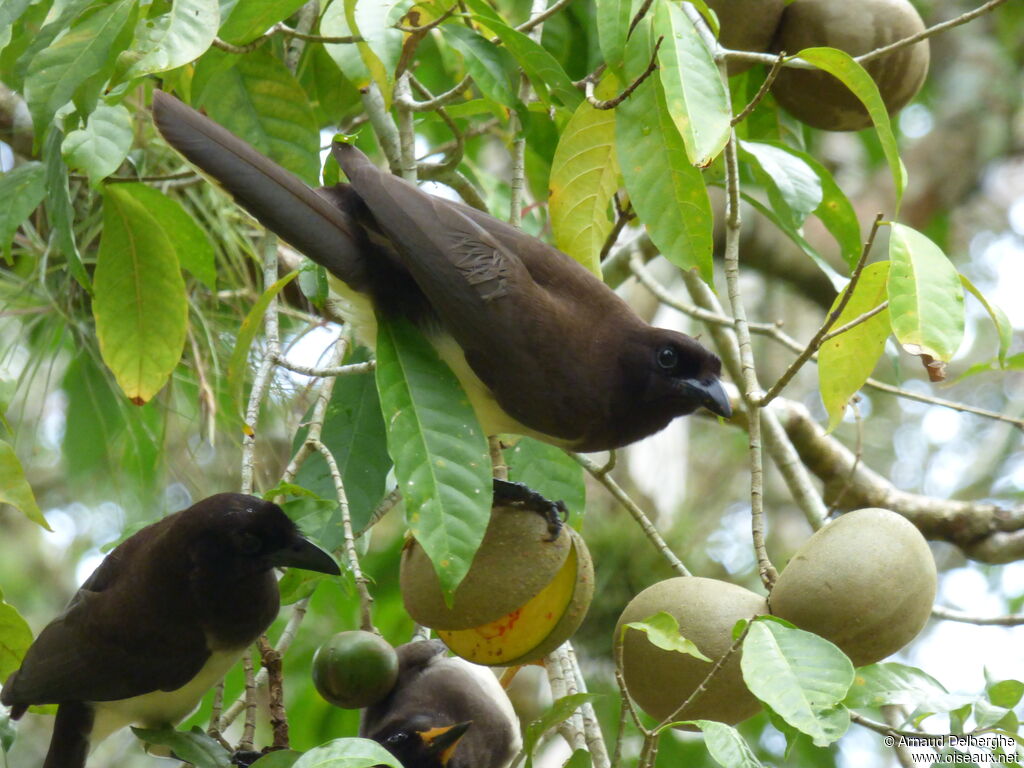 Brown Jay