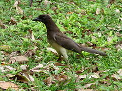 Brown Jay