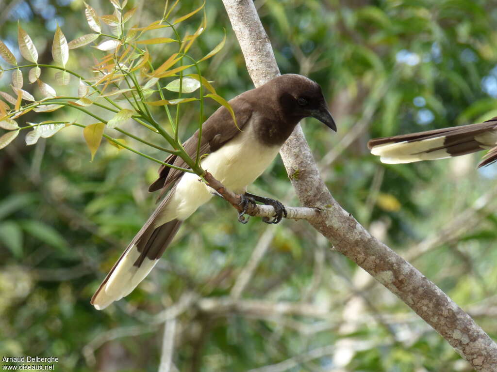 Brown Jayadult, identification