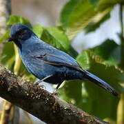 Unicolored Jay