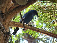 Unicolored Jay