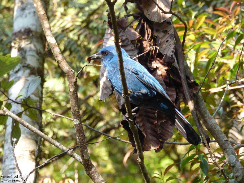 Unicolored Jay, eats