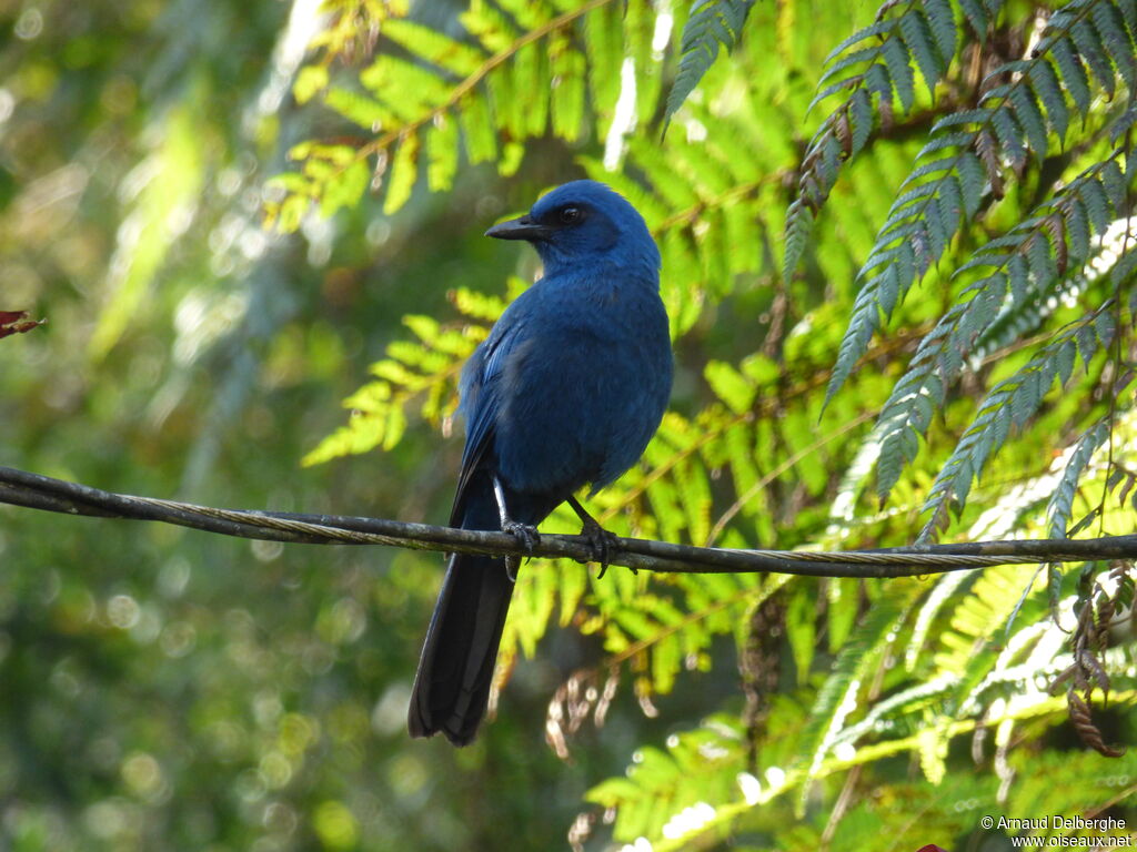 Unicolored Jay