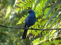 Unicolored Jay