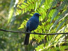 Unicolored Jay