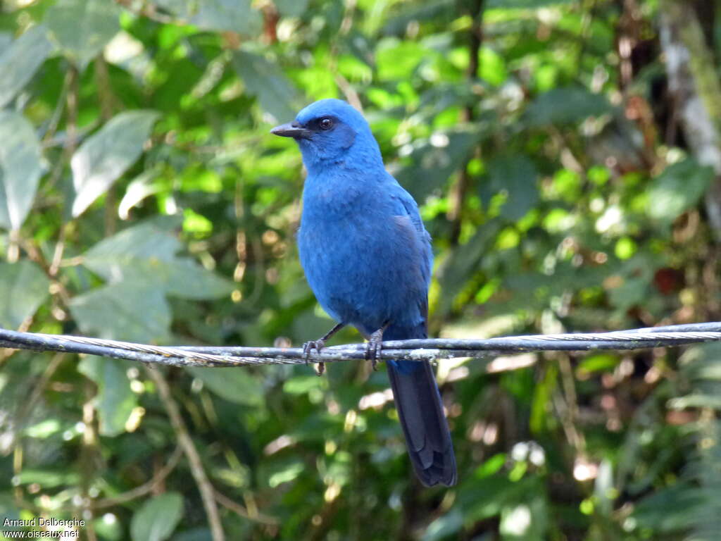 Unicolored Jay, close-up portrait, pigmentation