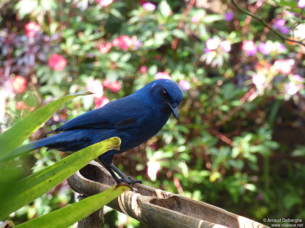 Unicolored Jay