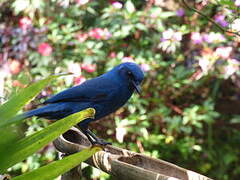 Unicolored Jay