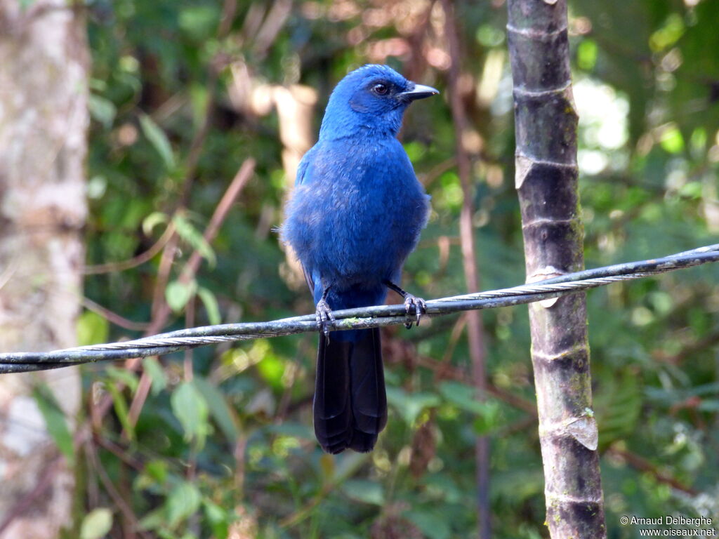 Unicolored Jay