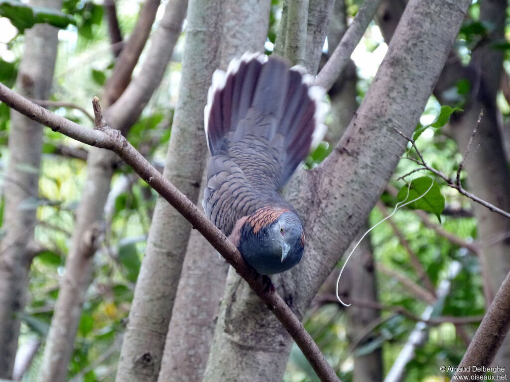 Bar-shouldered Dove