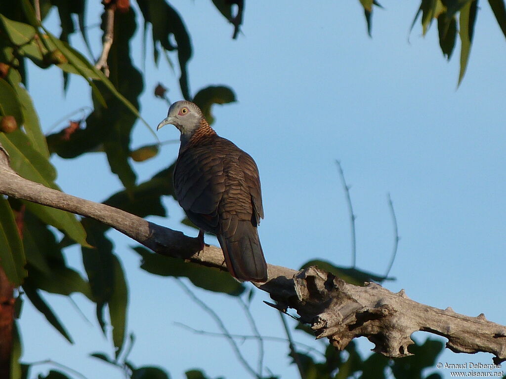 Bar-shouldered Dove