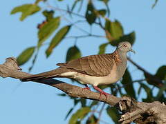 Bar-shouldered Dove