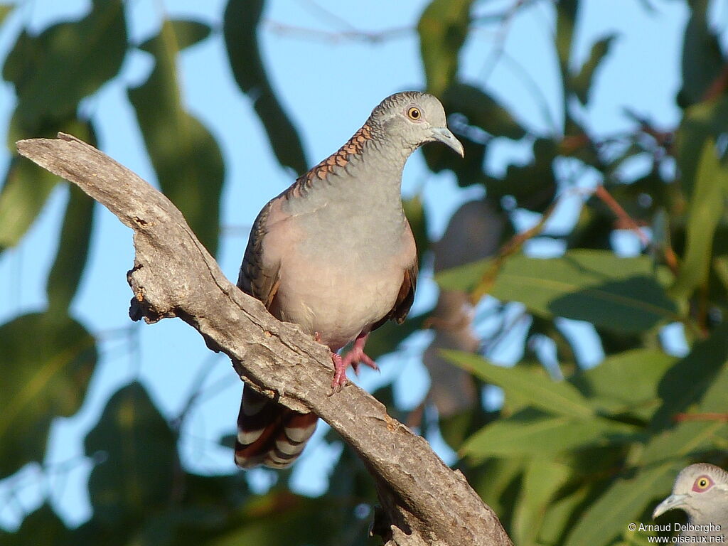 Bar-shouldered Dove