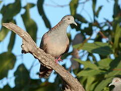 Bar-shouldered Dove