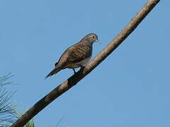 Bar-shouldered Dove