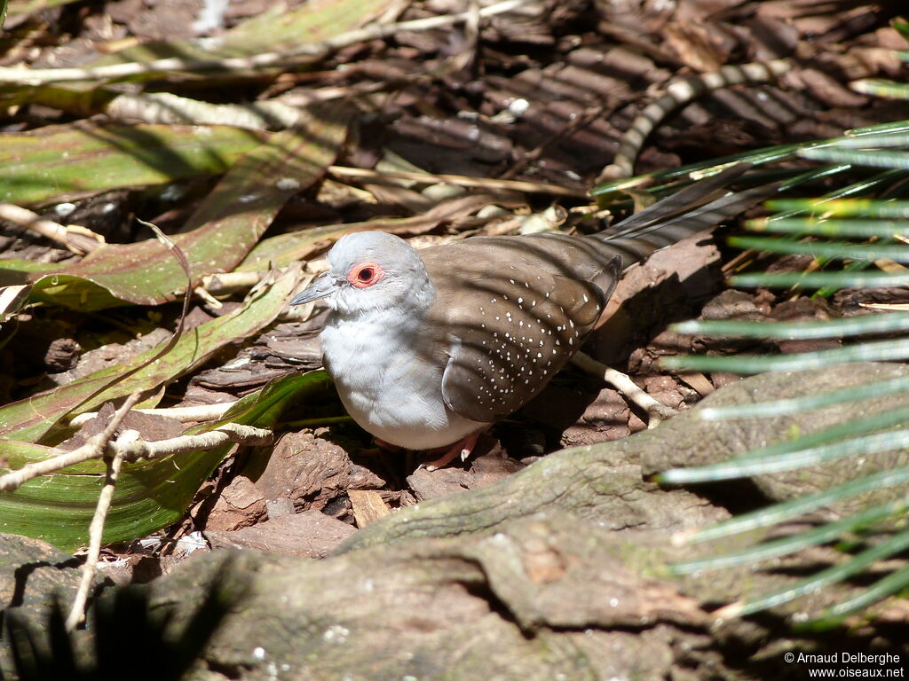 Diamond Dove