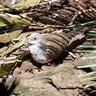 Géopélie diamant