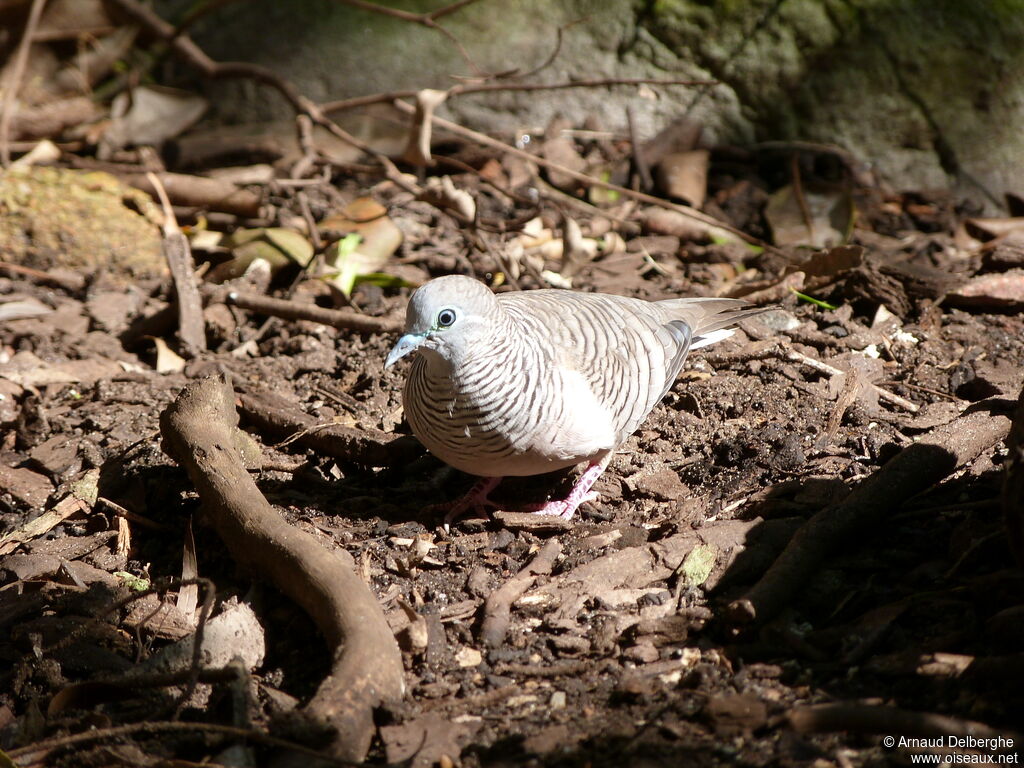 Peaceful Dove