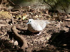 Peaceful Dove