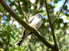 Peaceful Dove