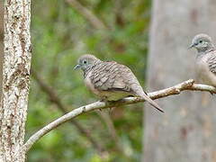 Peaceful Dove