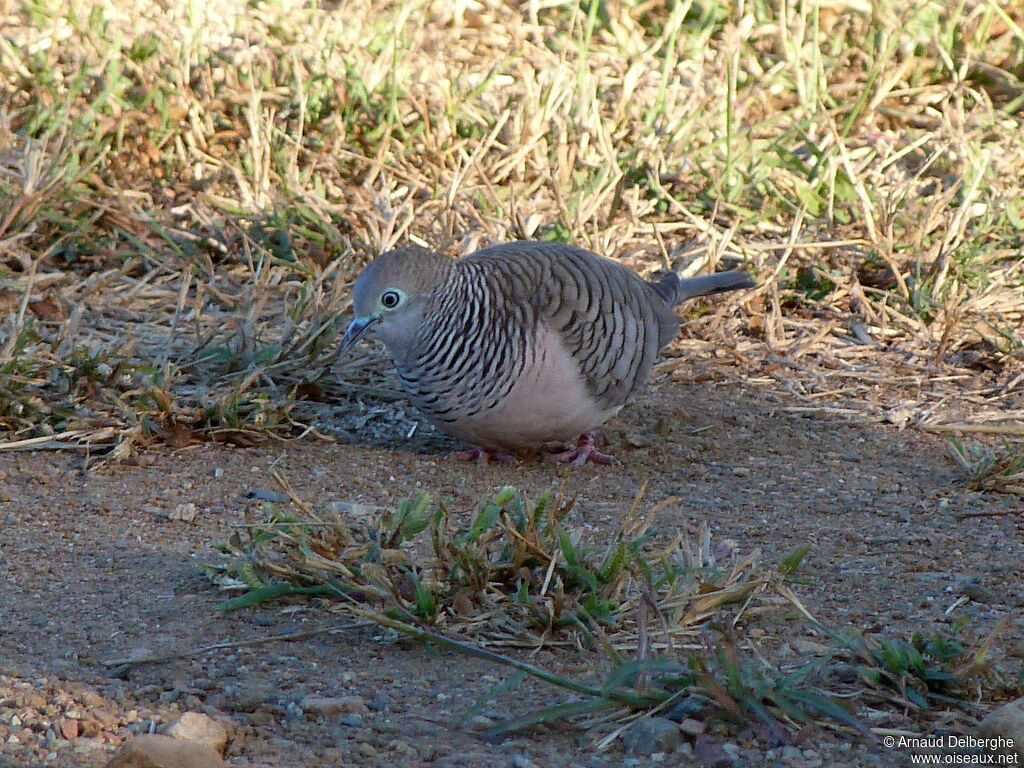 Peaceful Dove