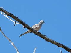 Peaceful Dove