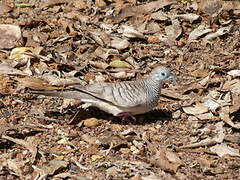 Peaceful Dove