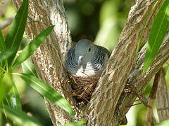 Peaceful Dove