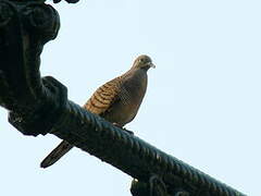 Zebra Dove