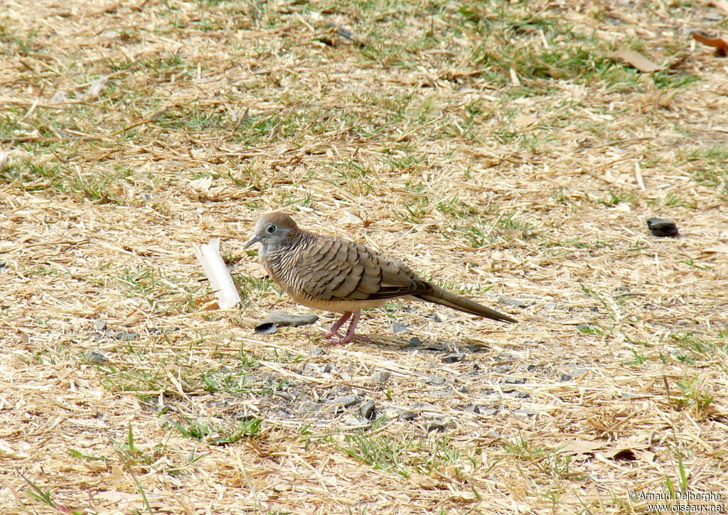 Zebra Dove