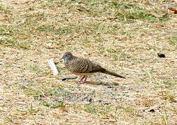 Zebra Dove