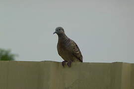 Zebra Dove