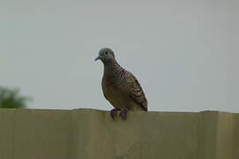 Zebra Dove