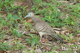 Zebra Dove